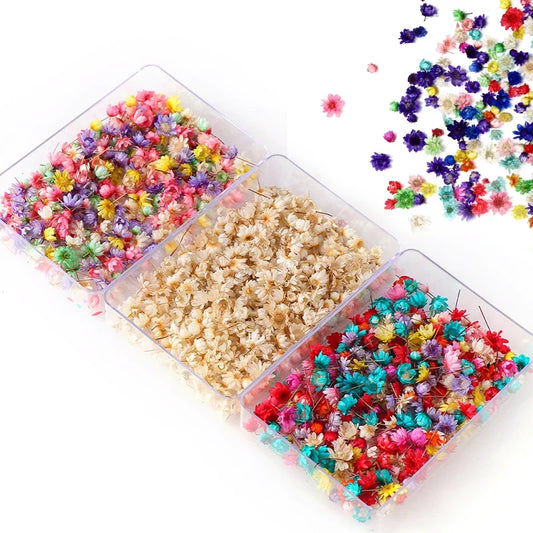 200PCS Dried Flowers